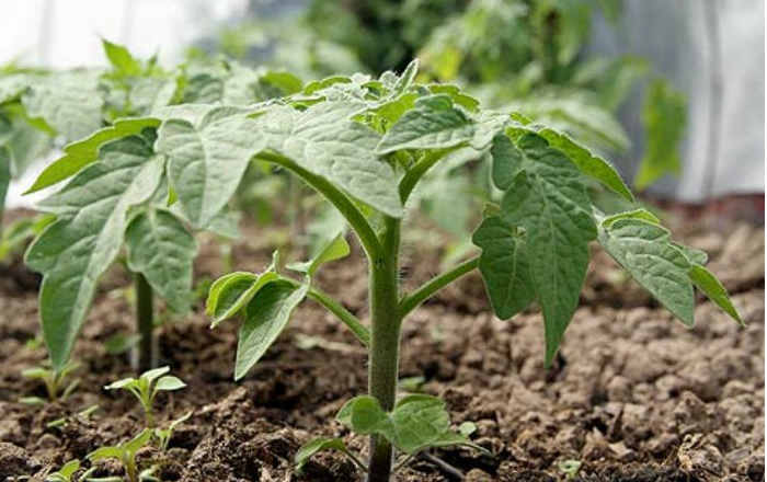 Как вырастить вкусные помидоры