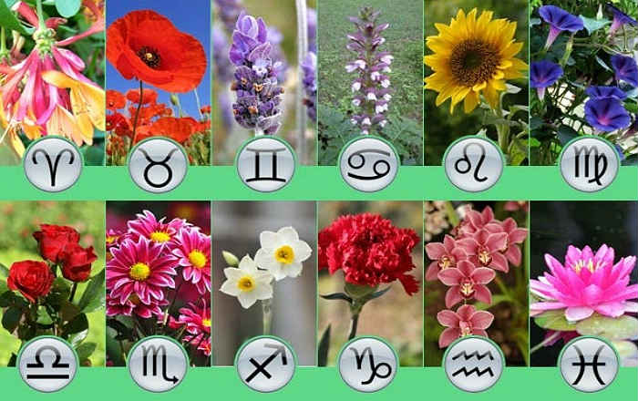 Цветы по знакам зодиака