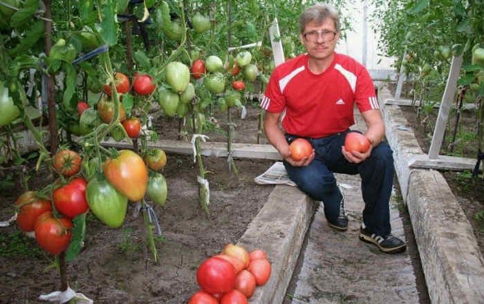 Выращивание помидоров по Маслову