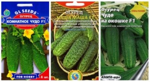 Комнатные огурцы: выращивание зимой