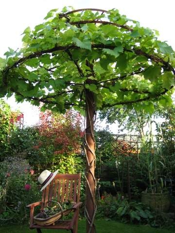 The Vine Tree September 2010 (vine planted May 2008)