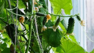 Комнатные огурцы: выращивание зимой