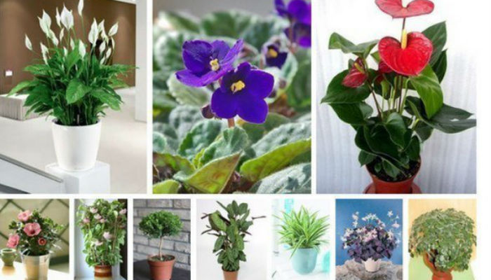 10 растений, которые принесут в ваш дом счастье и любовь