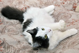 Какие породы кошек самые ласковые и добрые