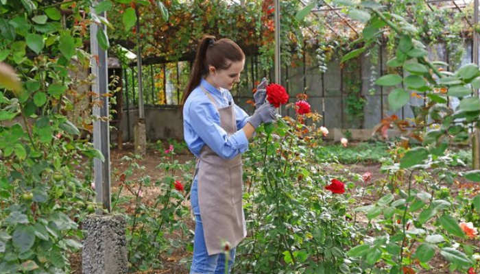 4 причины почему могут почернеть розы