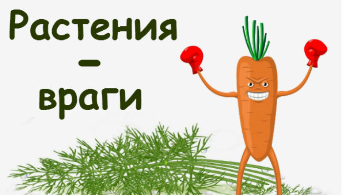 Какие растения нельзя сажать друг с другом