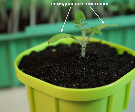 Способы пикировки рассады: подробный мастер-класс с фото