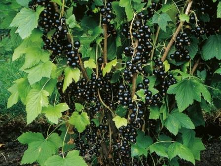 Боремся с почковым клещом и тлей. Как ухаживать за черной смородиной весной