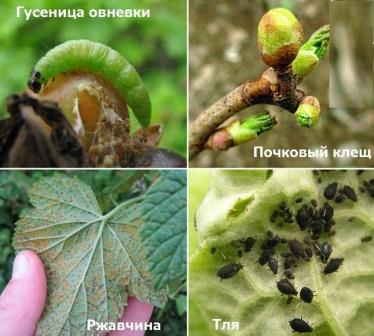 Чем обработать ягодные кусты против болезней и вредителей ранней весной