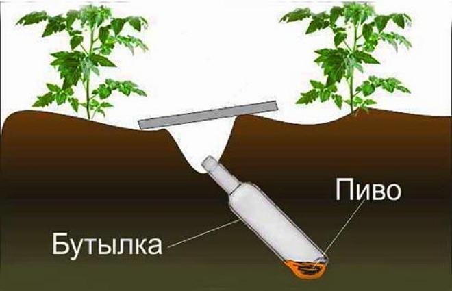 Как бороться с медведкой – эффективные препараты и народные средства