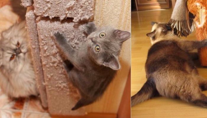 Как отучить кота портить мебель? Совет, который изменил мою жизнь