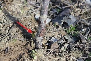 Как превратить куст смородины в дерево?