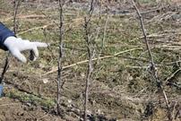 Как превратить куст смородины в дерево?