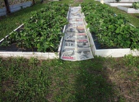 Как сделать, чтобы в проходах между грядками трава не росла