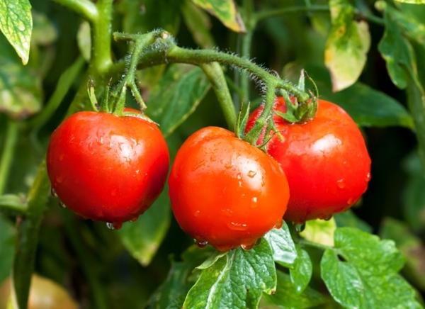 Лучшие сорта томатов: многолетний опыт