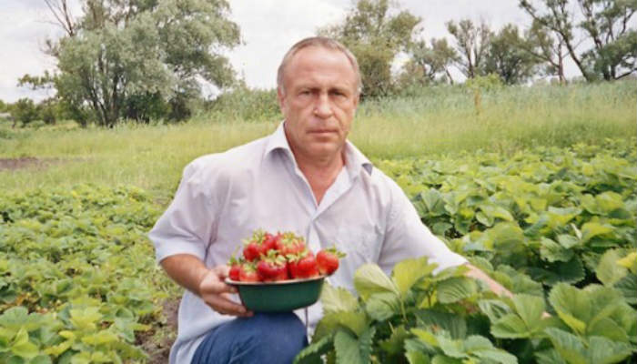 Мой секрет успеха выращивания супер крупной земляники