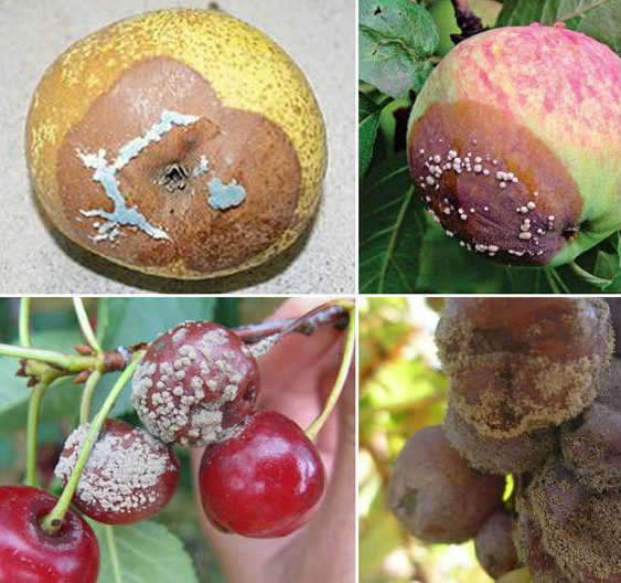 Серая гниль – признаки болезни и способы борьбы с ней