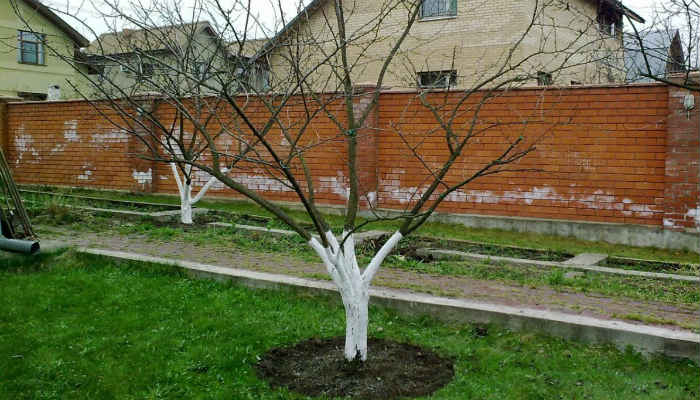 Весенняя подкормка плодовых деревьев и ягодных кустарников