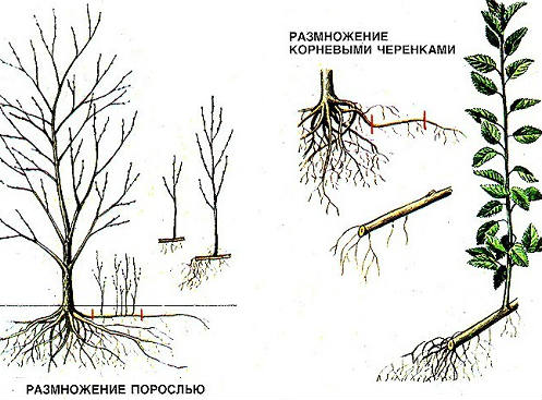 Выращивая сливы будем терпеливы