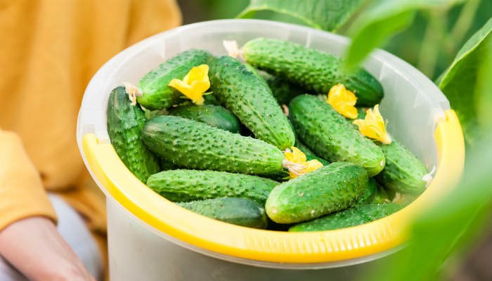 Как увеличить урожай огурцов: 5 хитростей