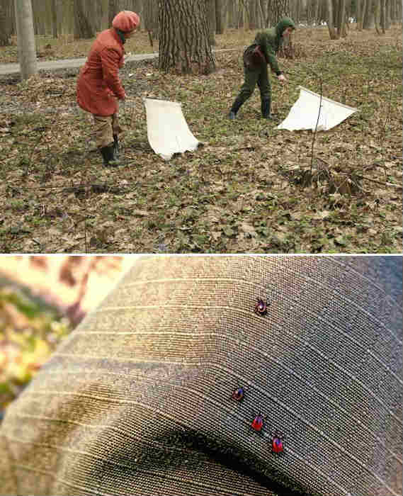 Обрабатываем дачный участок от клещей