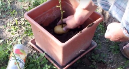 Он втыкает розу в картошку и сажает ее в горшок
