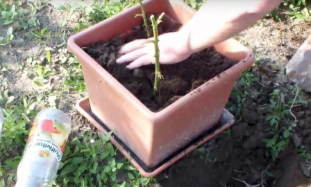 Он втыкает розу в картошку и сажает ее в горшок