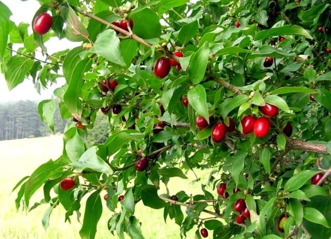 Быстрорастущие кустарники для живой изгороди