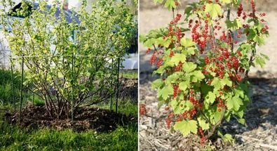 Как правильно пересадить взрослый куст на другое место