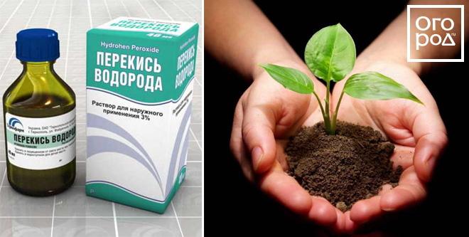 Лекарства для людей – скорая помощь растениям