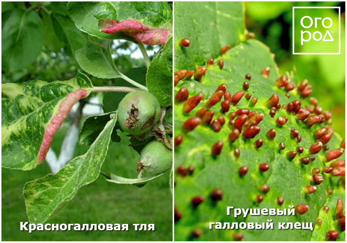 Что делать, если на листьях яблони и груши появились пятна