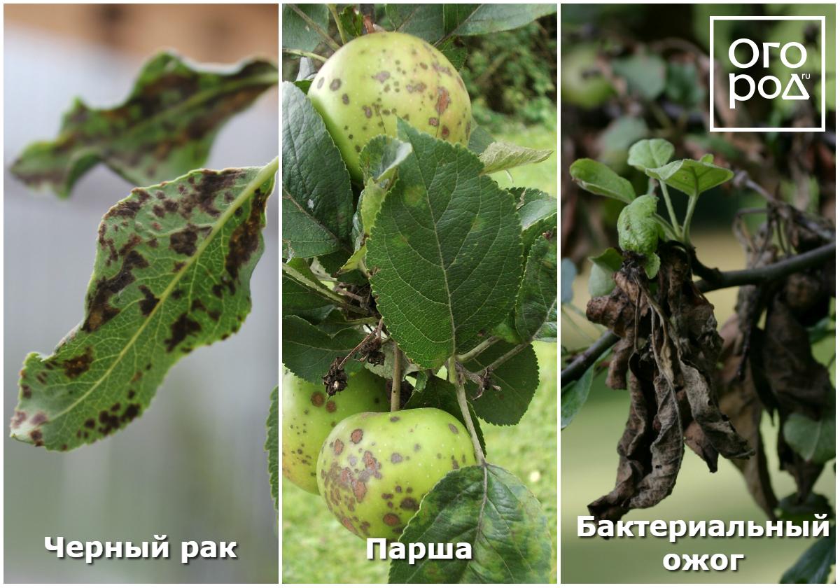 Что делать, если на листьях яблони и груши появились пятна