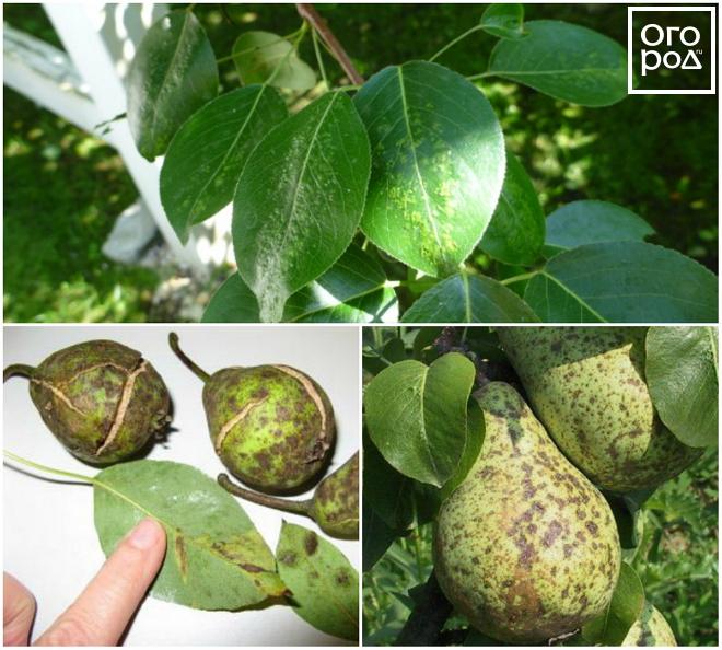 Самые опасные болезни груши (описания, фото, способы лечения)