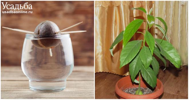 8 экзотических фруктов, которые легко вырастить из косточки