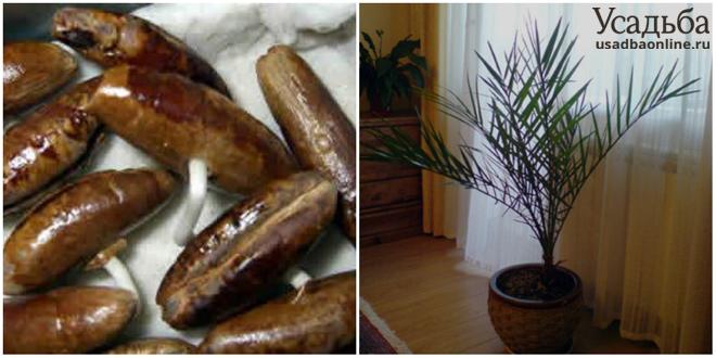 8 экзотических фруктов, которые легко вырастить из косточки