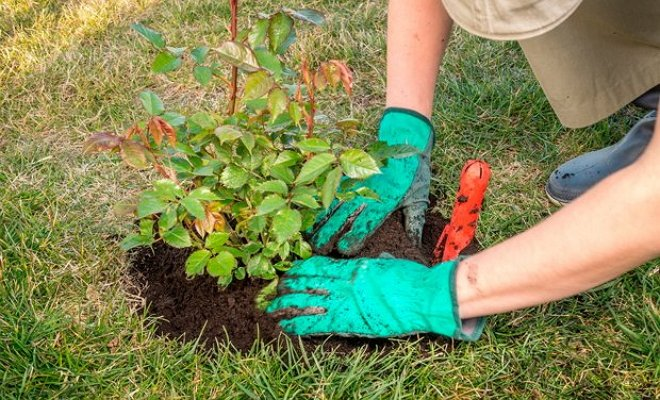 Как пересадить взрослую розу на новое место