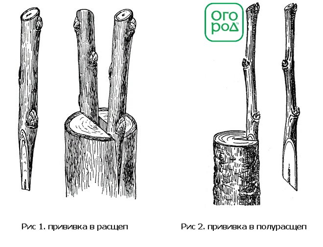 Как правильно привить яблоню осенью