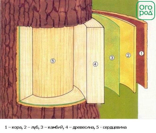 Как правильно привить яблоню осенью