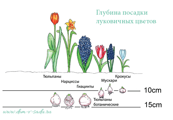 Когда сажать тюльпаны осенью. Посадка и уход за тюльпанами в открытом грунте в саду