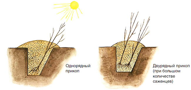 Самые важные осенние работы в саду и огороде. Огород осенью что делать?
