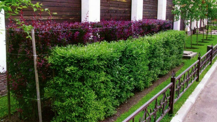 Как создать быстрорастущую многолетнюю живую изгородь на даче?
