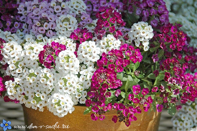 Однолетние цветы для дачи. Целых 9 неприхотливых однолетников для цветника!