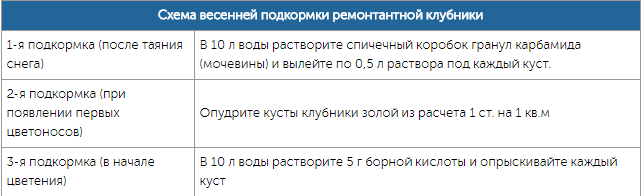 Чем подкормить клубнику весной