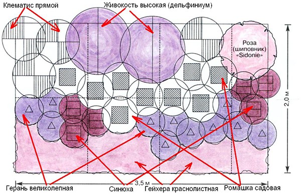 Как вырастить дельфиниум из семян