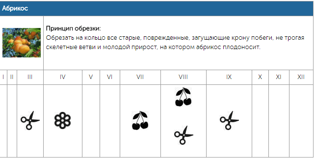 Календарь обрезки плодовых деревьев