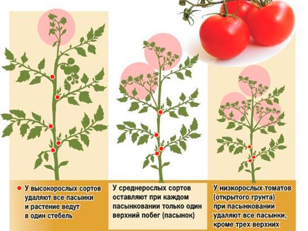 Как пасынковать томаты