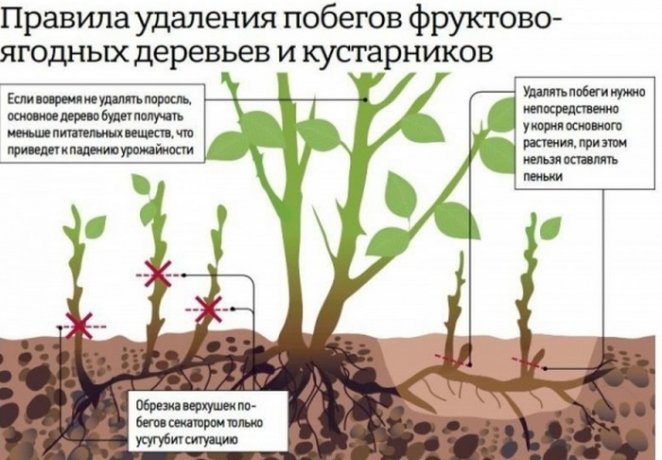 Как избавится от поросли вишни и сливы?