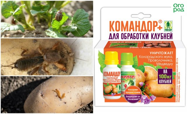 Защита картофеля от жуков-вредителей перед посадкой