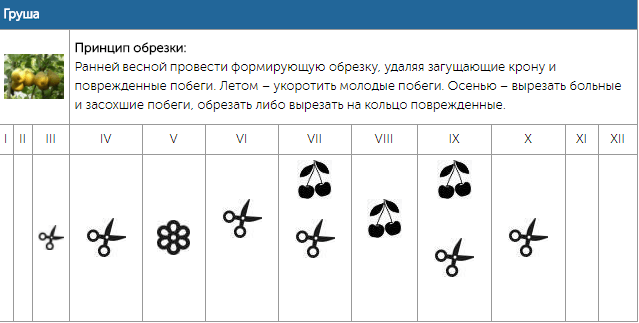 Календарь обрезки плодовых деревьев