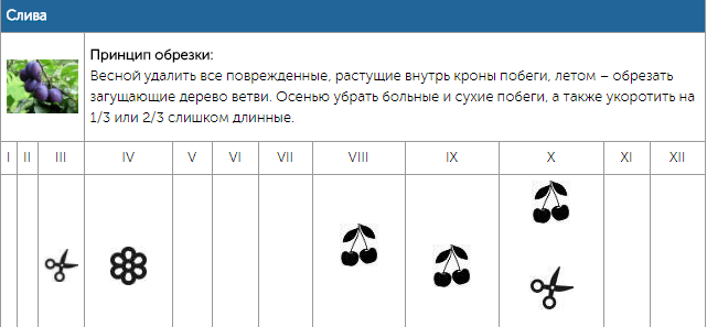 Календарь обрезки плодовых деревьев